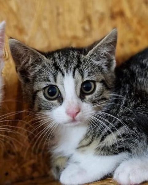 Katzenkind Mila