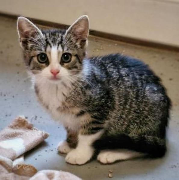 Katzenkind Mila