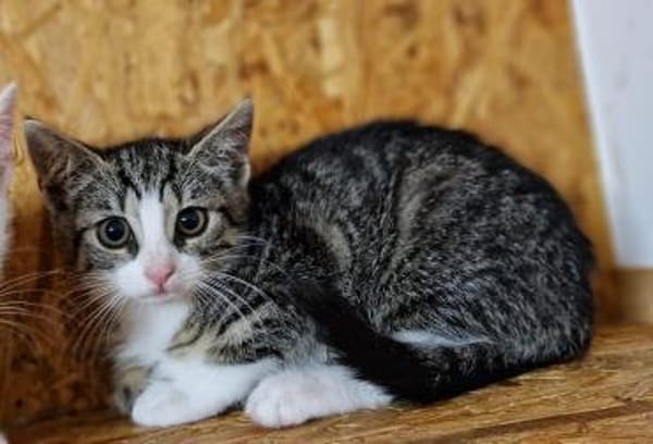 Katzenkind Mila