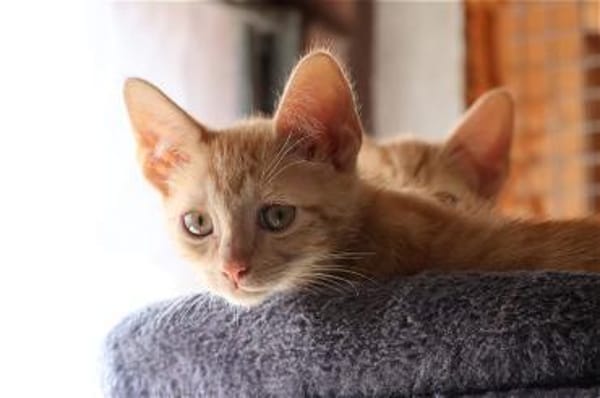 Salem, Hübchen, Hannes und Maddie!
