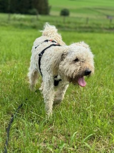Deni