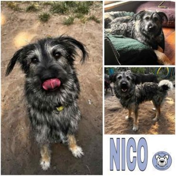 NICO -sportlicher Junghund-
