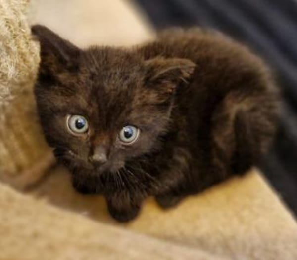 Katzenkind Sammy