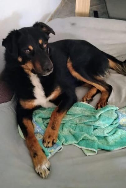 Freundlicher Berner Sennen-Rotweiler-Mix
