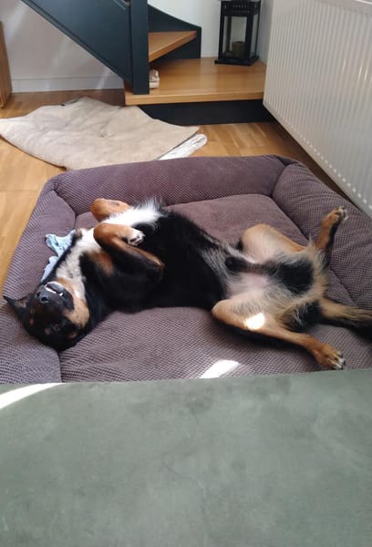 Freundlicher Berner Sennen-Rotweiler-Mix