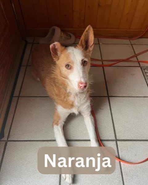 NARANJA, w., kastr., Mischling, 43 cm