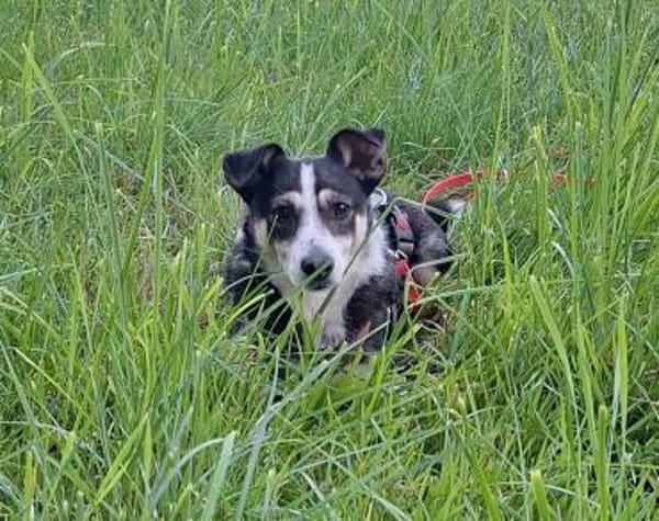 Lilly
