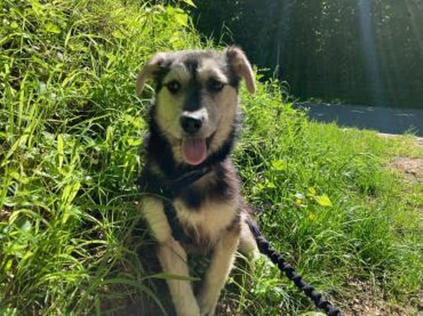 Buddy sucht sein Zuhause