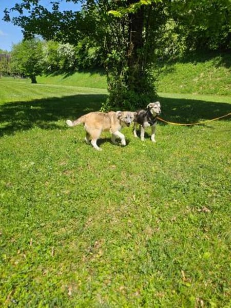 Buddy sucht sein Zuhause