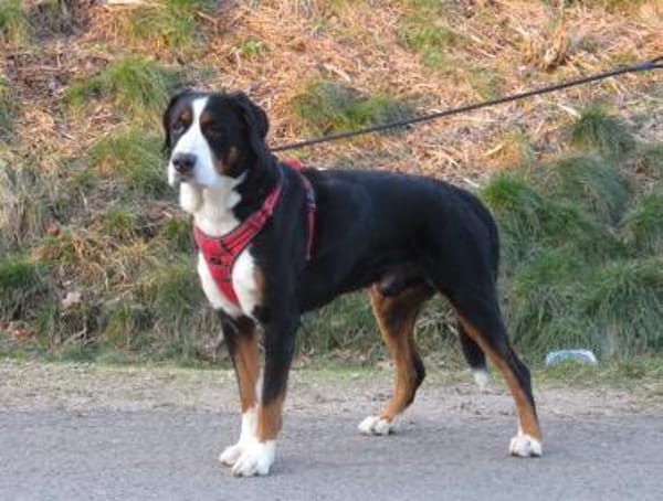 Barnie