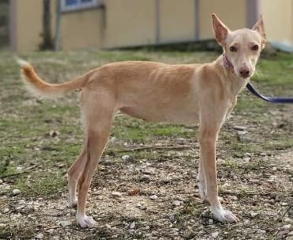 Zarte Deli sucht liebevolles Zuhause