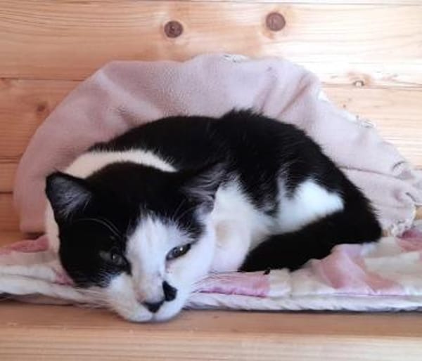 Entspannte Viona sucht ruhiges Zuhause