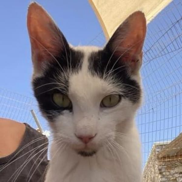 Adriou möchte endlich Kater sein!