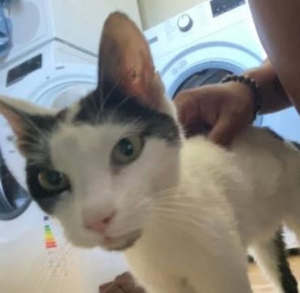 Adriou möchte endlich Kater sein!