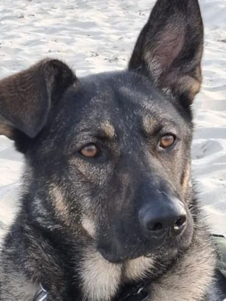 Paul - dringend neues Zuhause gesucht!