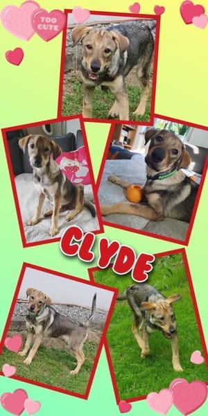 Lustiger Clyde auf PS!