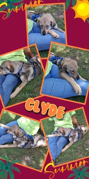 Lustiger Clyde auf PS!
