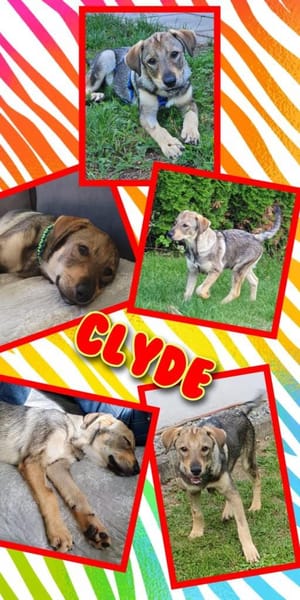 Lustiger Clyde auf PS!