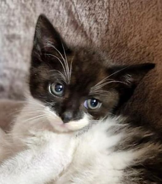 Katzenkind Edgar