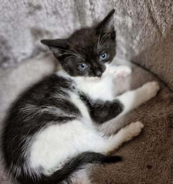 Katzenkind Edgar