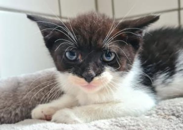 Katzenkind Edgar