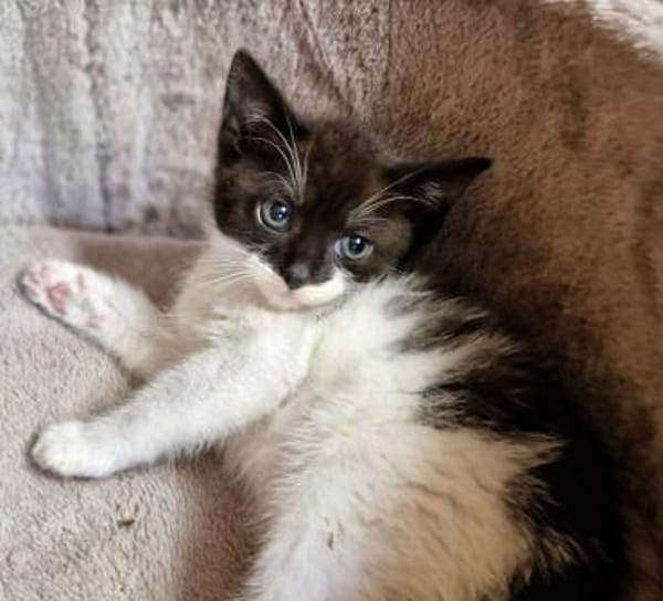 Katzenkind Edgar