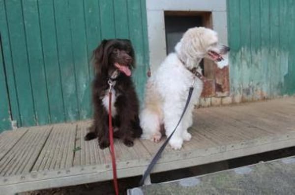 Nougat u.Luna- Traumpaar sucht