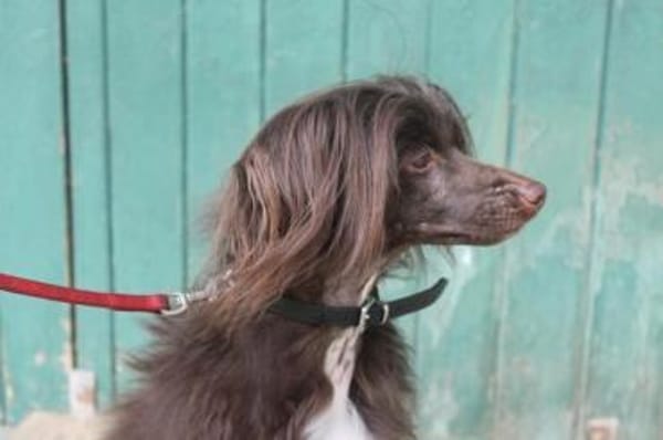 Nougat u.Luna- Traumpaar sucht