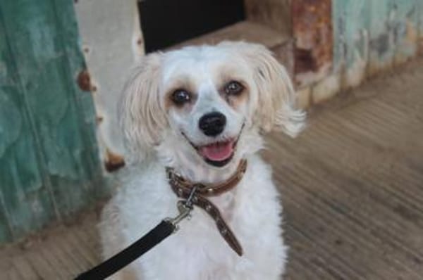 Nougat u.Luna- Traumpaar sucht