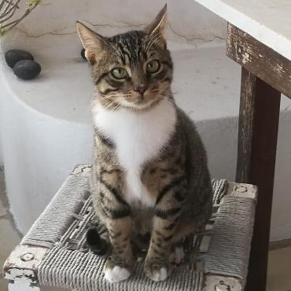Schmusekater Rico sucht Zuhause