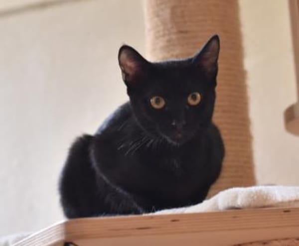 Peggy sucht für IMMER Zuhause