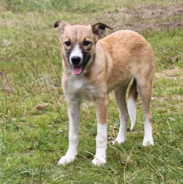 Balu(w) - wartet irgendwo meine Familie?