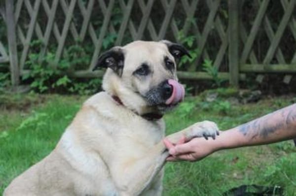 Ares, gut erzogener Senior