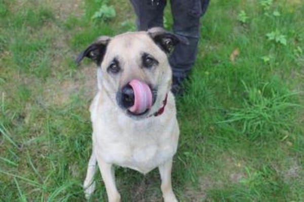 Ares, gut erzogener Senior