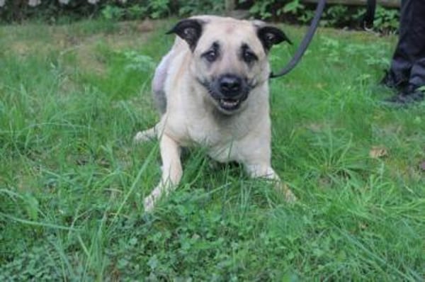 Ares, gut erzogener Senior