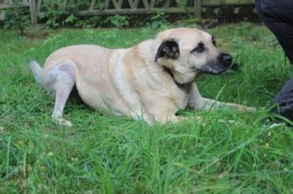 Ares, gut erzogener Senior