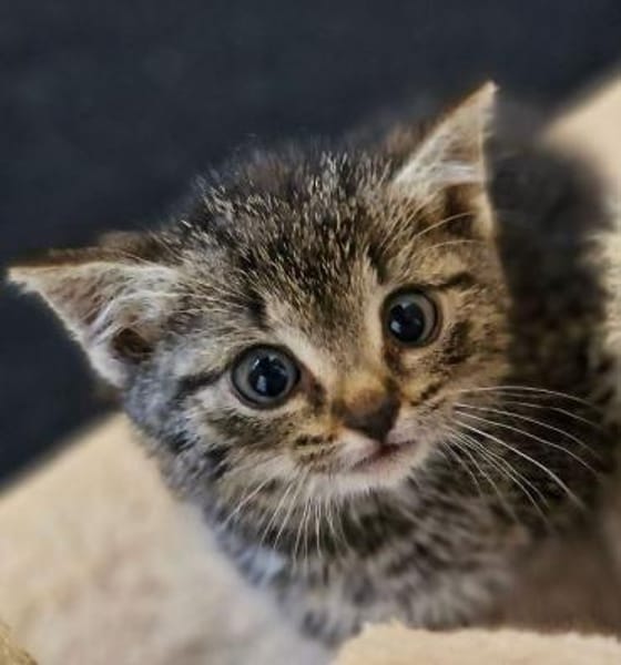 Katzenkind Emmi