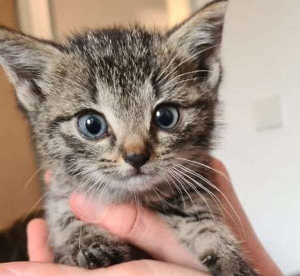 Katzenkind Emmi