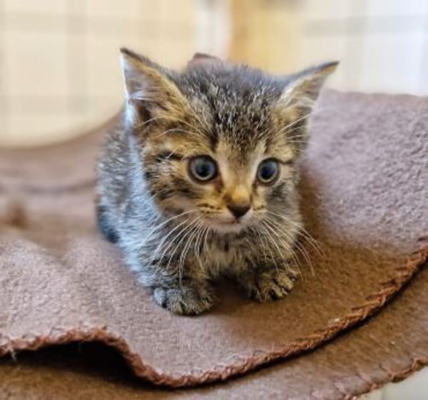 Katzenkind Emmi