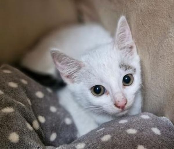 Katzenkind Stöpsel