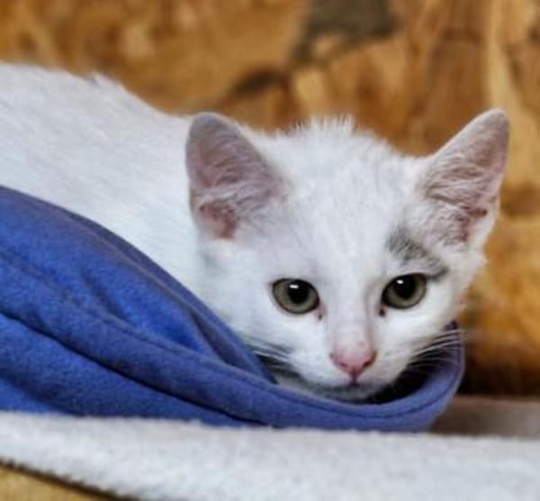 Katzenkind Stöpsel