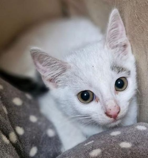 Katzenkind Stöpsel