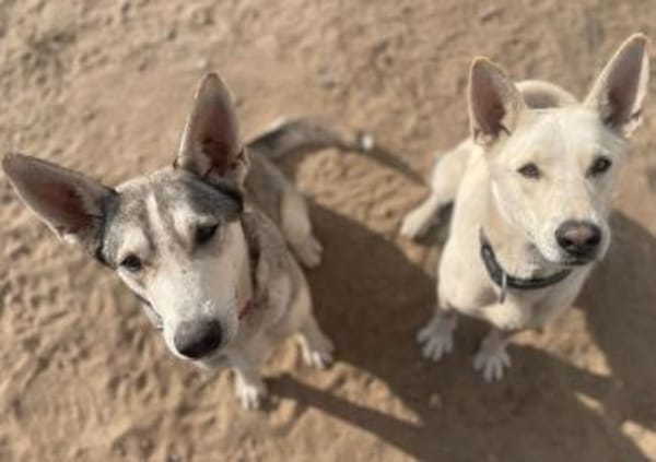 Pinsel und Chappi