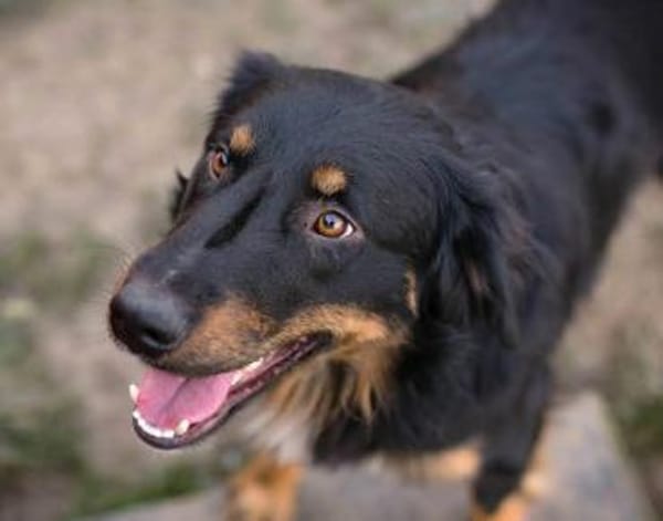 Rocko - auf PS in Bayern