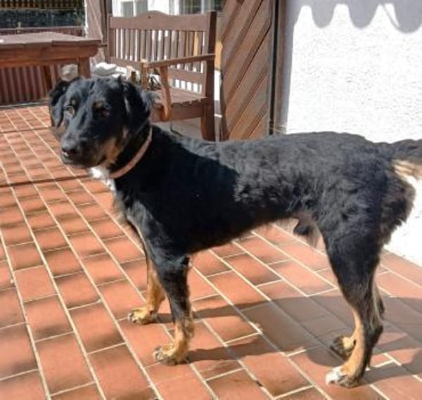 Rocko - auf PS in Bayern