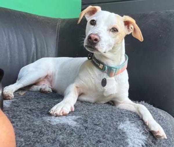 Manolo auf der Suche nach Glück 82284