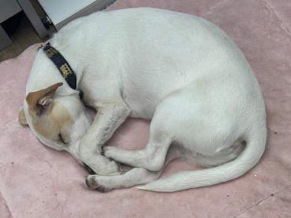 Manolo auf der Suche nach Glück 82284