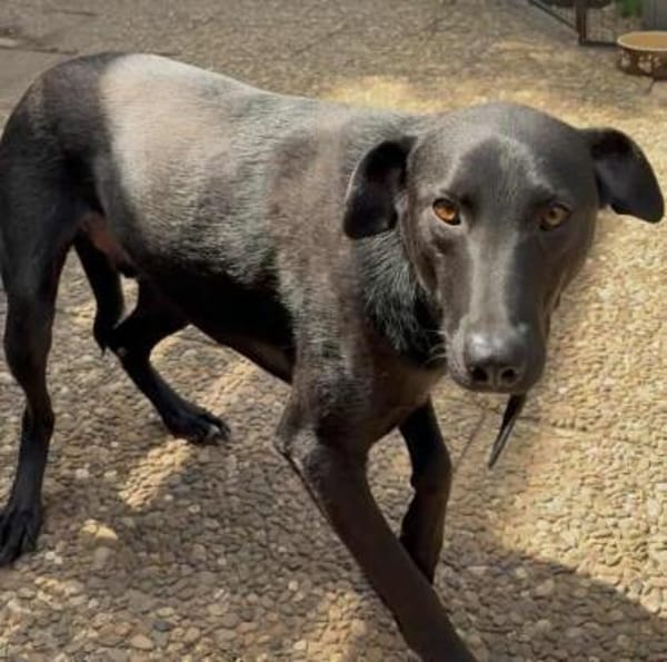 LINUS, unsicherer Schatz sucht Zuhause!