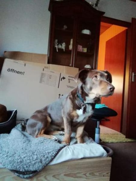 Gweny in 29378
