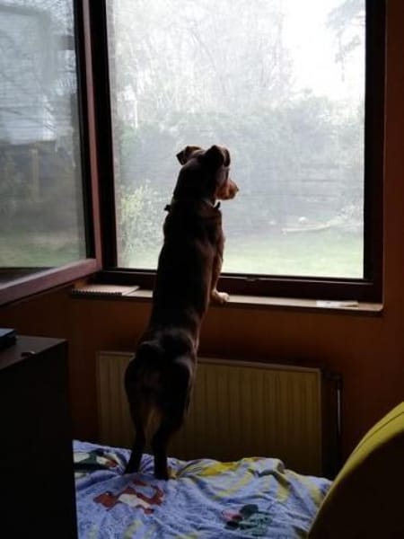 Gweny in 29378